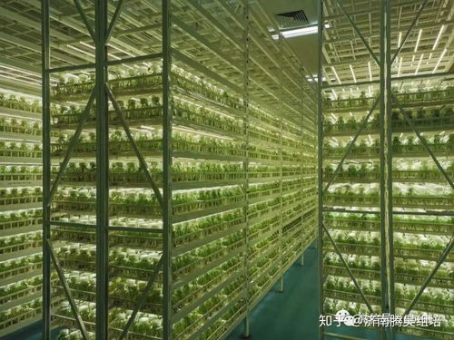 光照强度 光周期和光分布